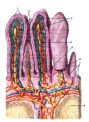 
  Рис. 182. Ворсинки тонкой кишки (villi intestinales).
  Часть ворсинок вскрыта продольным разрезом. 1-эпителиальный покров слизистой 
  оболочки; 2-бокаловидные клетки (одноклеточные железы); 3-сеть кровеносных капилляров 
  ворсинки; 4-центральный лимфатический синус (капилляр) ворсинки; 5-артерия ворсинки; 
  6-вена ворсинки; 7-сеть кровеносных и лимфатических сосудов слизистой оболочки; 
  8-лимфоид-ный узелок.
  Fig. 182. Кишечные ворсинки. Часть ворсинок вскрыта продольным разрезом. 1-epithelium 
  mucosae; 2-glandulae unicellulares (cellulae calci-formes); 3-rete vasorum capillarium 
  villi interstinalis; 4-sinus (vas cap-illare) lymphaticuscentralis villi interstinalis; 
  5-arteria villi interstinalis; 6-vena villi interstinalis; 7-rete vasorum sanguineorum 
  et vasorum lym-phaticorum; 8-nodulus lymphoideus.
  Fig. 182. Intestinal villi small intestine. Villi partly are opened by longitudinal 
  cut.
  1-epithelium of mucous membrane; 2-goblet cells (unicellular glands); 3-net 
  of blood capillars ofvilli; 4-central lymphatic sinus (capillars) of the fiber; 
  5-arteria of the fiber; 6-vein ofvilli; 7-net blood-vessels and lymphatic vessels 
  of the mucous membrane; 8-lymphoid nodule.